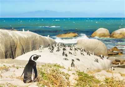 Brillenpinguine am Boulders Beach